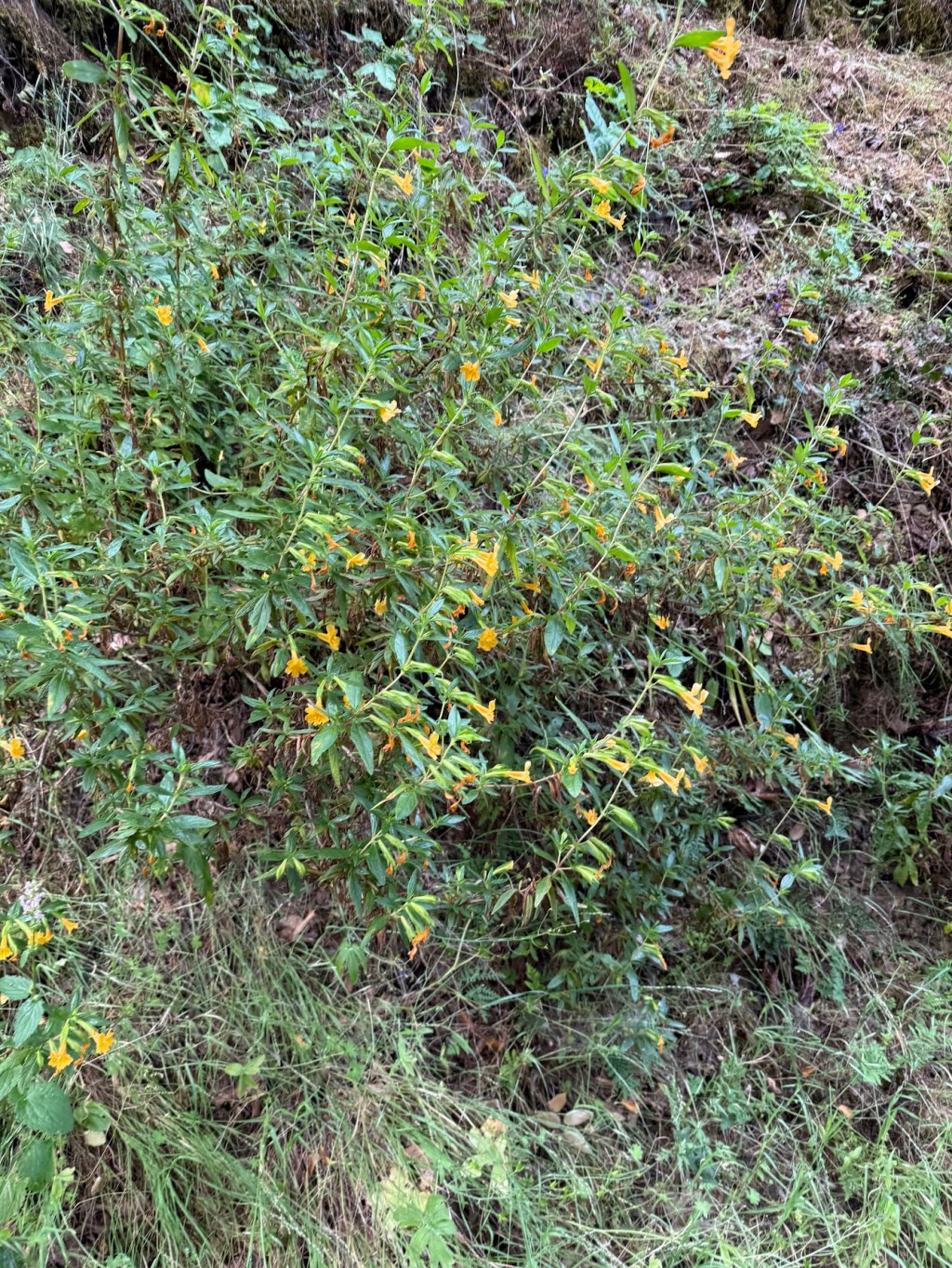 Race Report: Top Down Trail Half&nbsp;Marathon